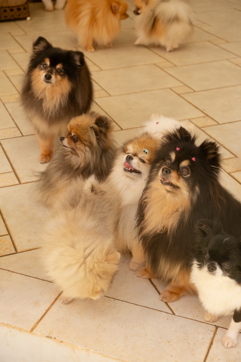Cão no Auteliê Garden