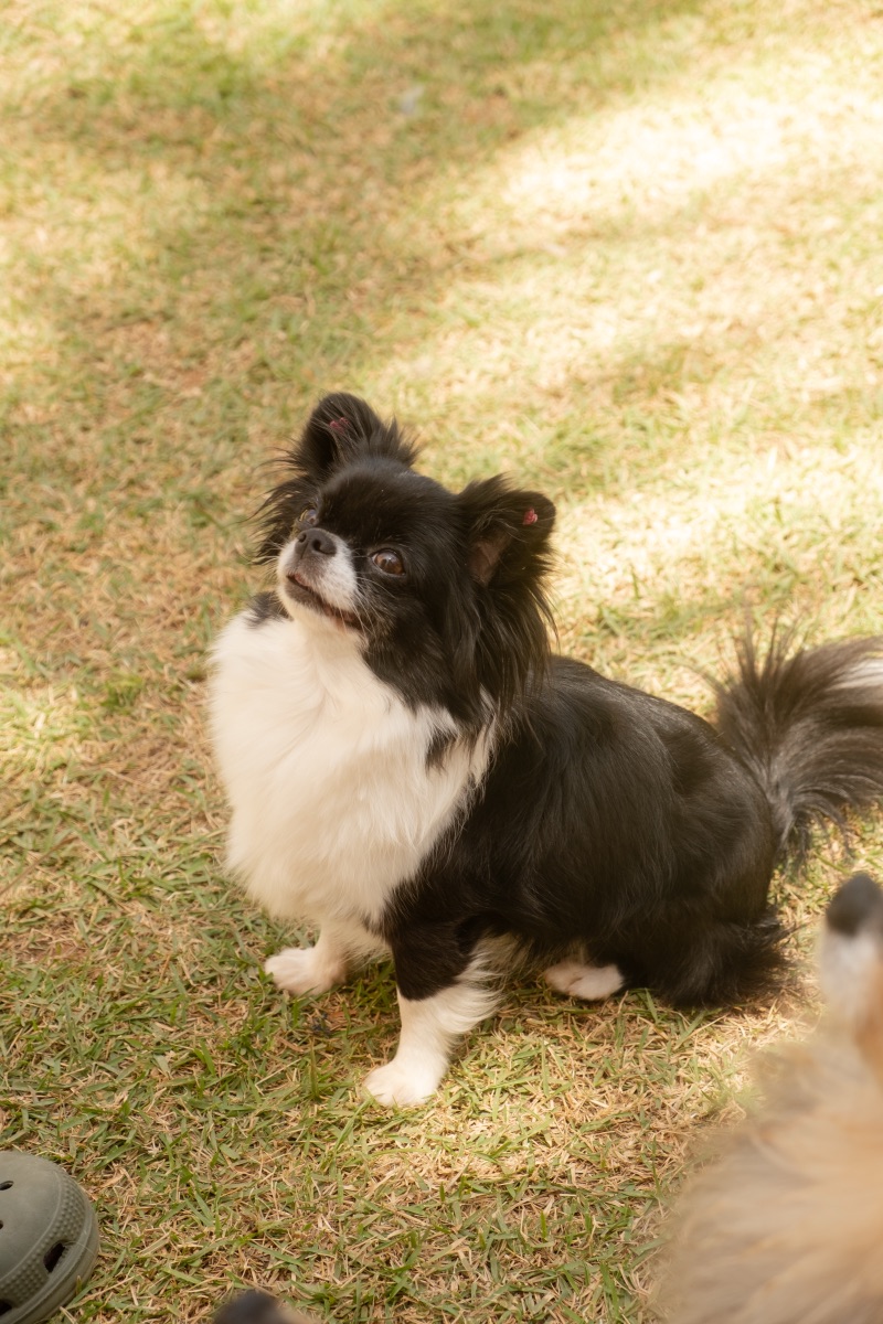 Cão no Auteliê Garden