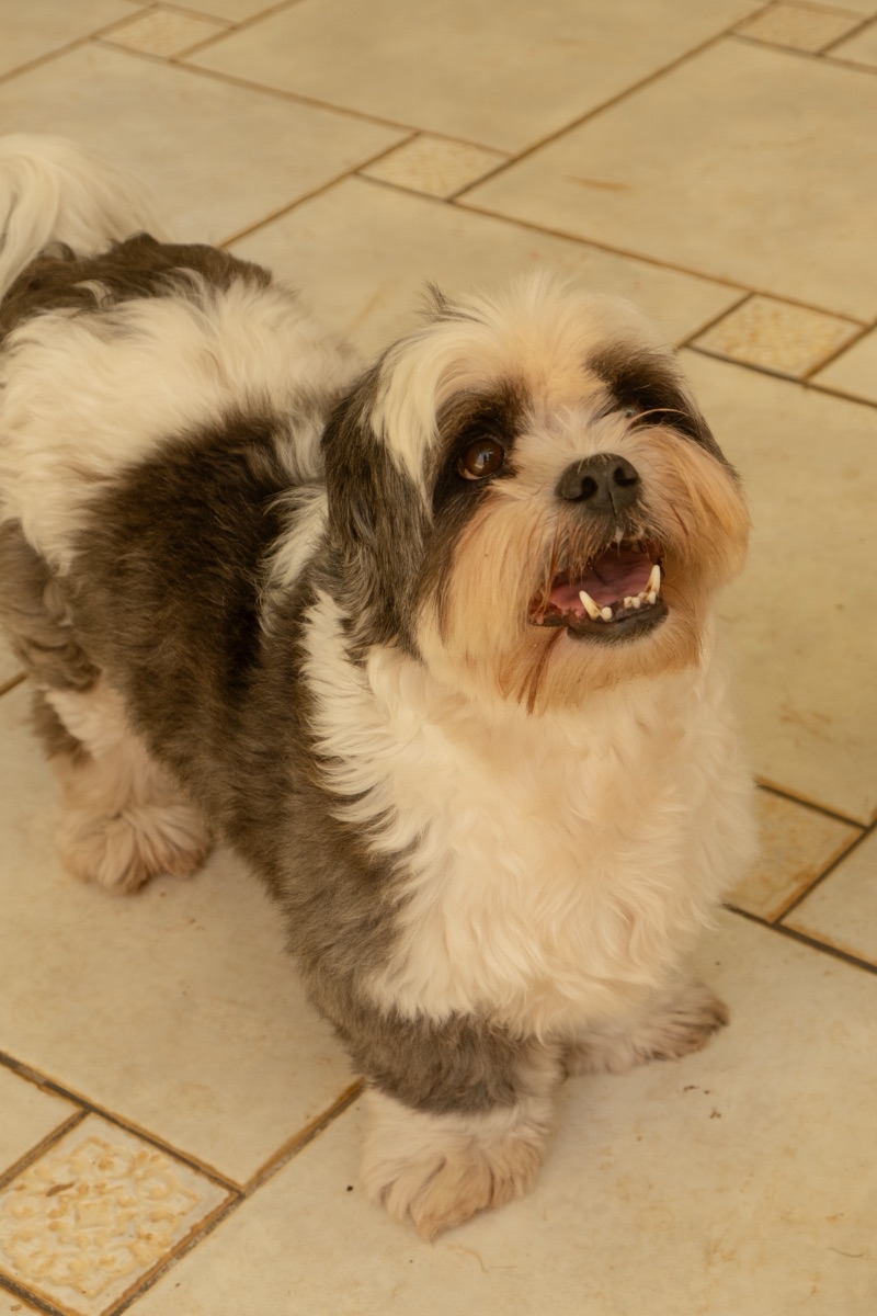 Cão brincando na creche Auteliê Garden