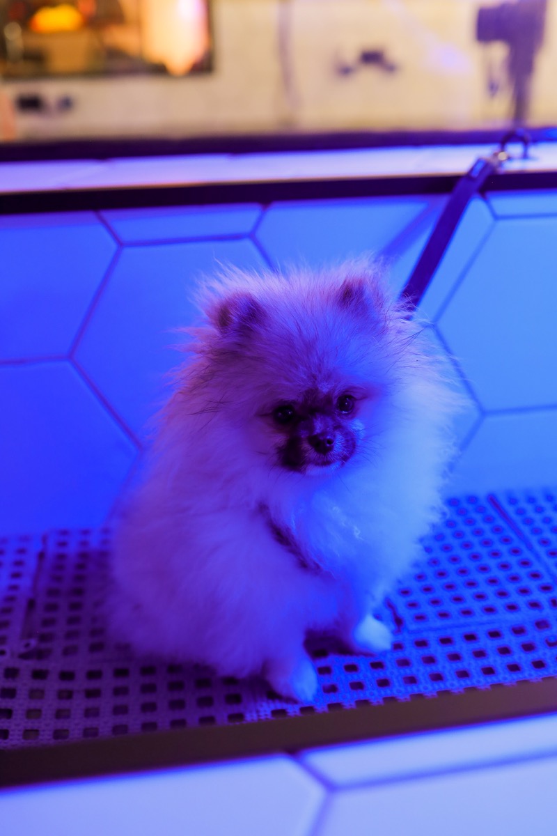 Bastidores do Pet Center Auteliê